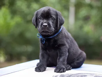 Labrador Retriever Puppies For Sale in Arizona: 2026 Breeders List