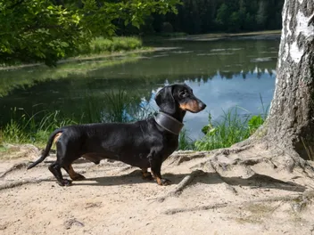 Do Dachshunds Like Water? Facts & FAQ
