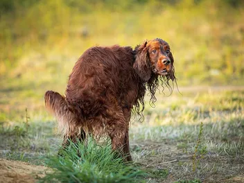 Mucus in Dog Poop: Signs, Causes & Treatment (Vet Answer)