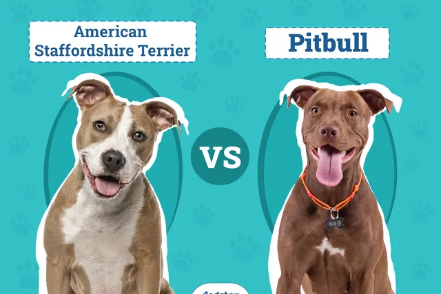 American Staffordshire Terrier vs Pit Bull: The Differences (With Pictures)