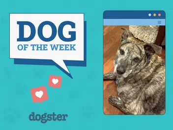 Dogster Photo Contest: Dogs of the Week Winners (July, 31 2025)