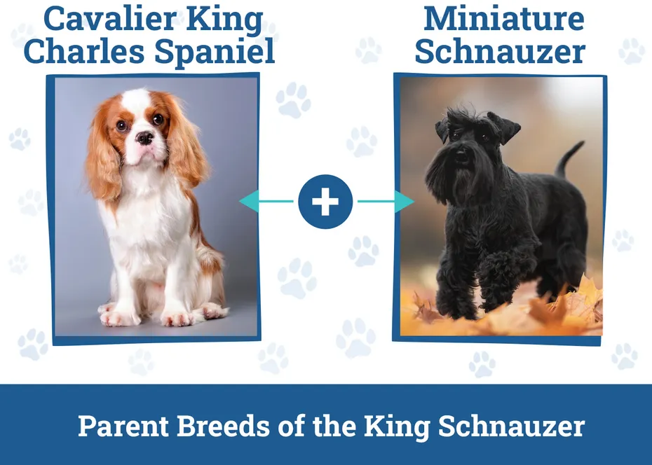 Parent Breeds of the King Schnauzer