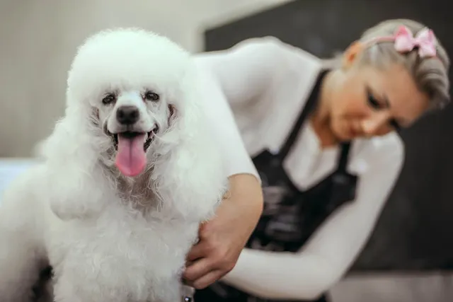 How to Groom a Poodle: 6 Simple Steps