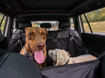 7 Best Dog Hammocks for Cars In 2026 – Reviews & Top Picks