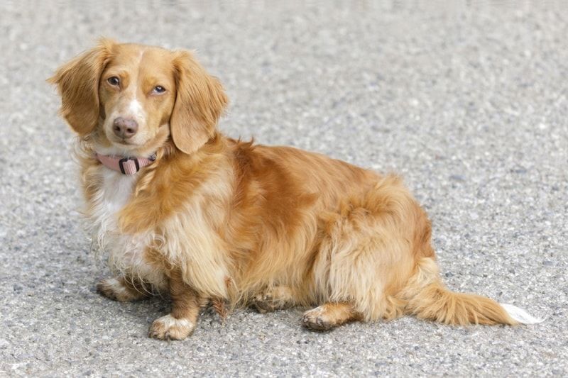 long haired mini duchshund