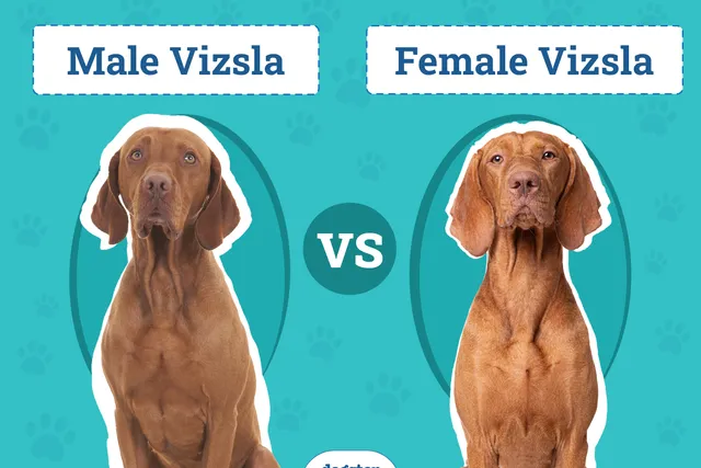 Male vs Female Vizslas: Vet-Reviewed Key Differences (With Info & Pictures)
