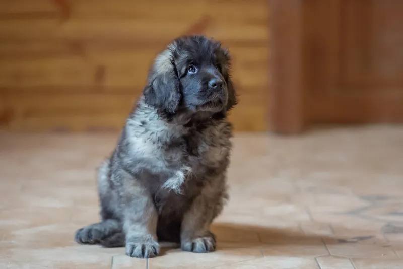 cute little leonberger puppy