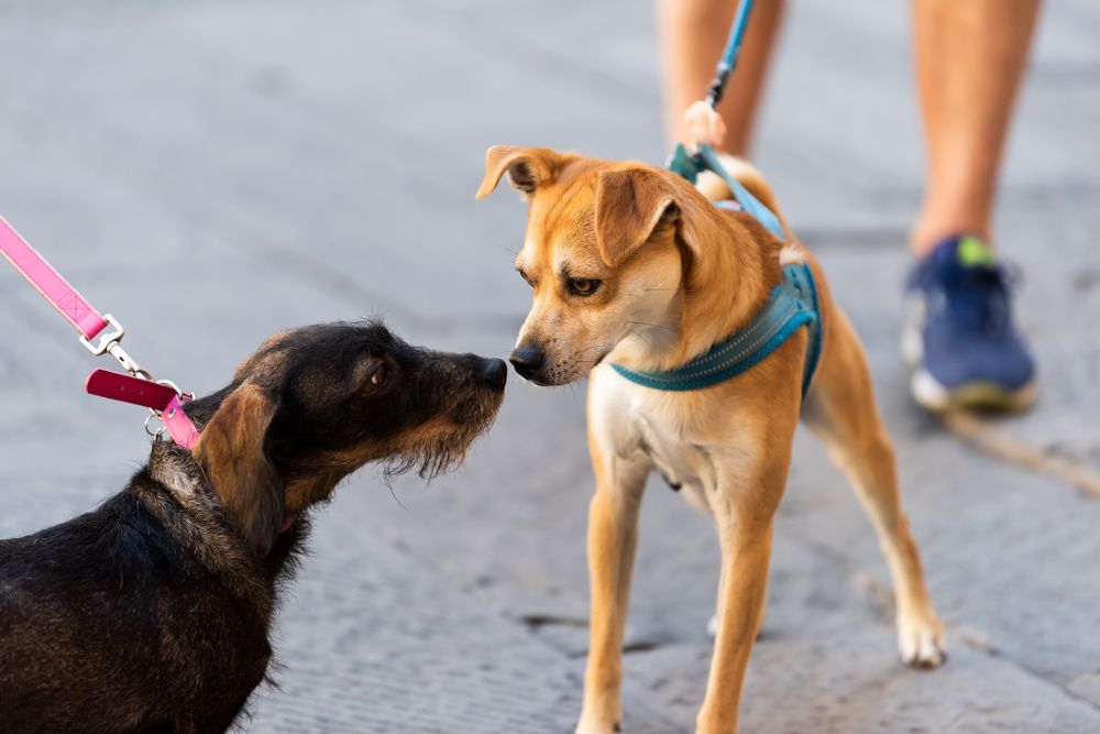 Two funny dogs sniffing smelling scent noses in park on leashes looking at each other