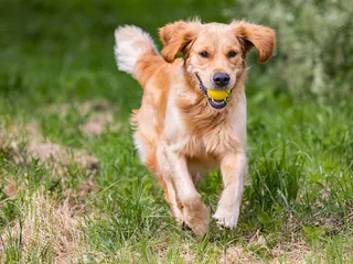 How Much Exercise Is Too Much for a Dog? Over Exercise Signs (Vet Verified)