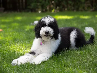 Sheepadoodle (Old English Sheepdog & Poodle Mix): Info, Pictures & Care Guide