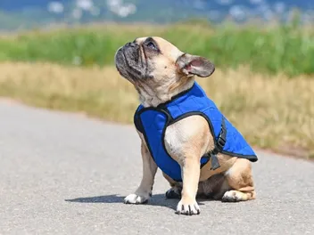 10 Best Dog Cooling Vests in 2026: Reviews & Top Picks