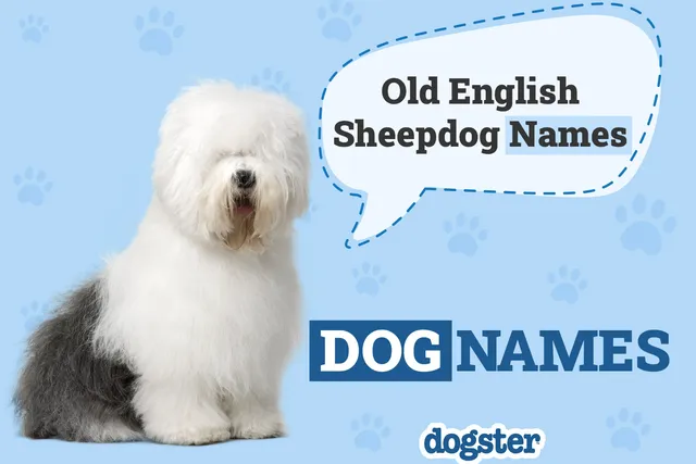 250 Popular & Unique Old English Sheepdog Names