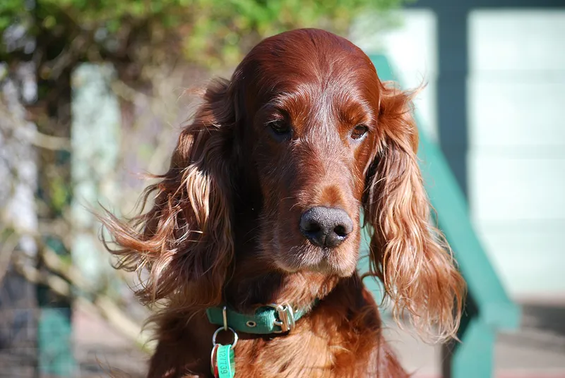 close up irish setter dog