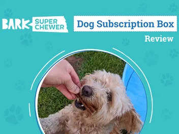 Super Chewer by BARK Review 2026: An Expert's Breakdown