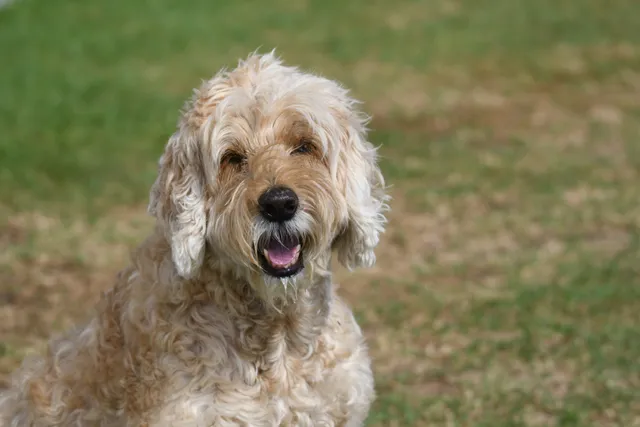 Afghan Chon (Bichon Frise & Afghan Hound Mix): Info, Pictures, Care & More