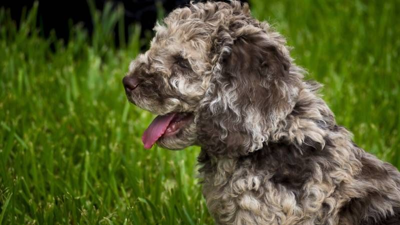 merle australian labradoodle puppy