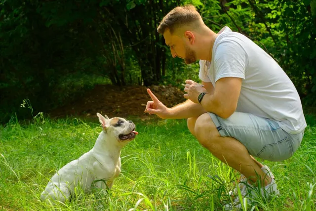 How to Train a Dog to Stop Barking on Command: 7 Vet Approved Steps for Teaching