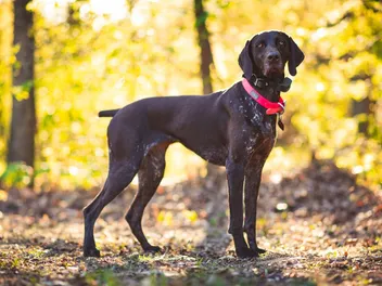 German Shorthaired Pointer Dog Breed: Info, Pictures & Care