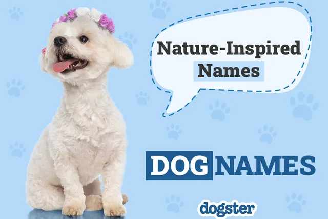 115 Nature-Inspired Dog Names for the Outdoorsy Type
