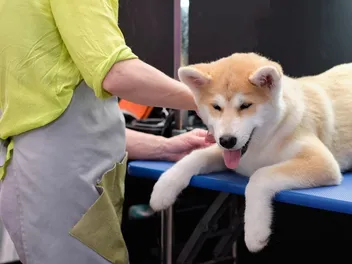 How to Groom an Akita: 10 Vet-Approved Tips & FAQ