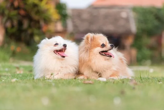 20 Brown Dog Breeds: Big, Small & Fluffy (With Info & Pictures)