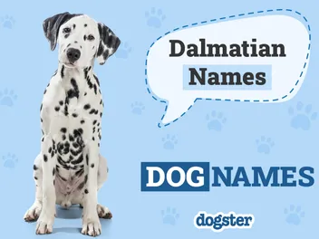130+ Popular & Unique Dalmatian Names