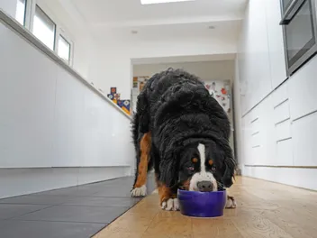 Why Do Dogs Guard Their Food? 5 Vet-Verified Reasons & Treatment