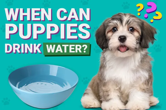 When Can Puppies Drink Water? Vet-Verified Development Facts & Care Tips