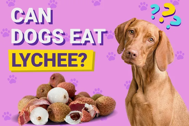 Can Dogs Eat Lychee? Vet-Reviewed Nutrition Facts & FAQ