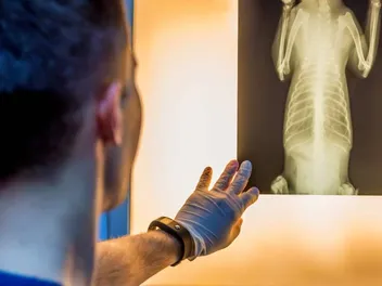5 Tips to Prepare Your Dog for a Stomach X-Ray: Vet Approved Advice
