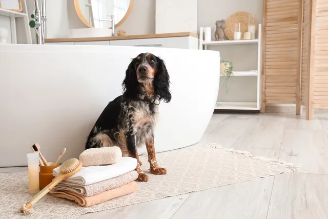 4 DIY Dog Shampoos With Coconut Oil You Can Make Today!