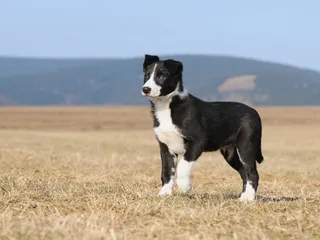 Will a Border Collie Be a Good Guard Dog? Facts & FAQ