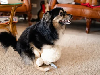 My Dog Is Humping Their Toy, How Do I Stop Them? 7 Vet-Approved Options
