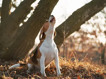 Why Do Beagles Howl? 6 Common Reasons