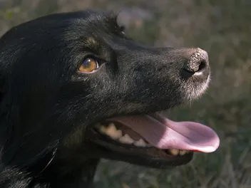 What Does It Mean if a Dog’s Nose Is Dry? 10 Vet-Verified Reasons & What to Do