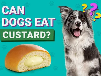 Can Dogs Eat Custard? Vet Approved Advice