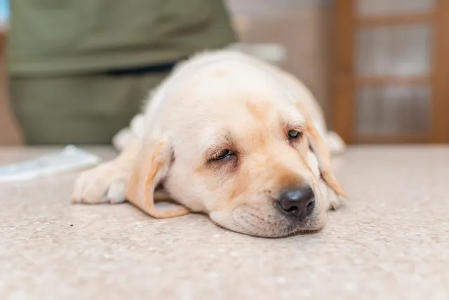 My Puppy Is Having Seizures – What’s Going On? (Vet Answer)
