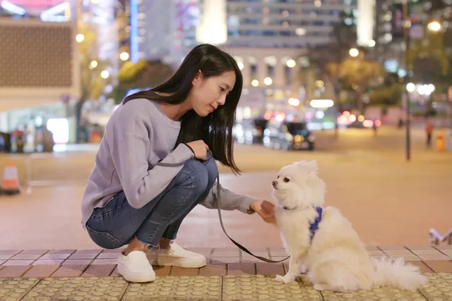How to Have Safe Outdoor Fun With Your Dog at Night: 10 Vet-Approved Tips