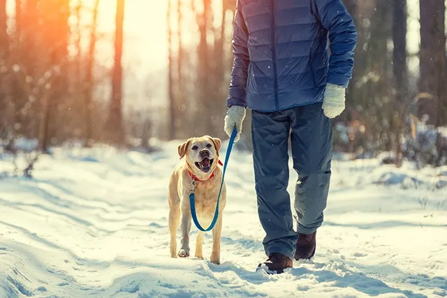 How to Walk Your Dog in the Winter Snow (10 Vet-Verified Safety Tips)