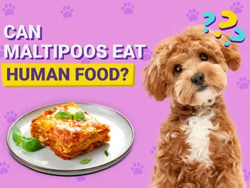 Can Maltipoos Eat Human Food? Vet-Reviewed Facts & FAQ