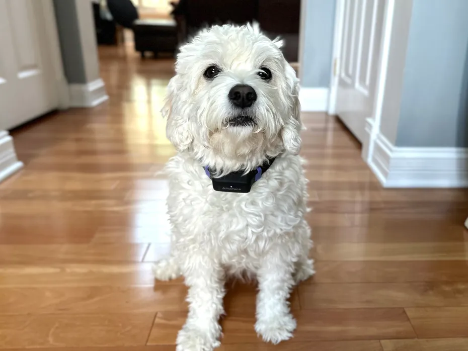 PetPace Smart Dog Collar - nora wearing the product indoor
