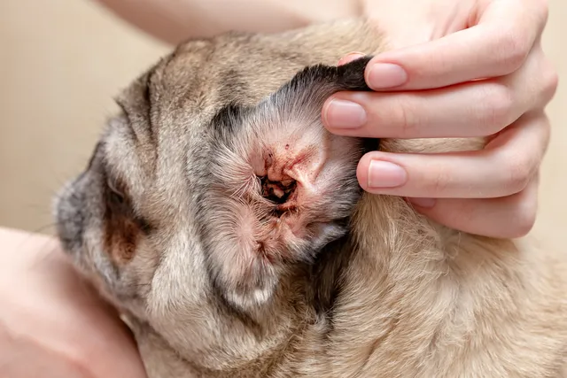 Why Does My Dog Keep Getting Ear Infections? Our Vet Explains Causes & Care