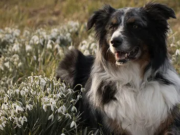 When Will My Australian Shepherd Go Into Heat? Vet-Verified Facts