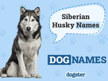 251 Popular & Unique Siberian Husky Names