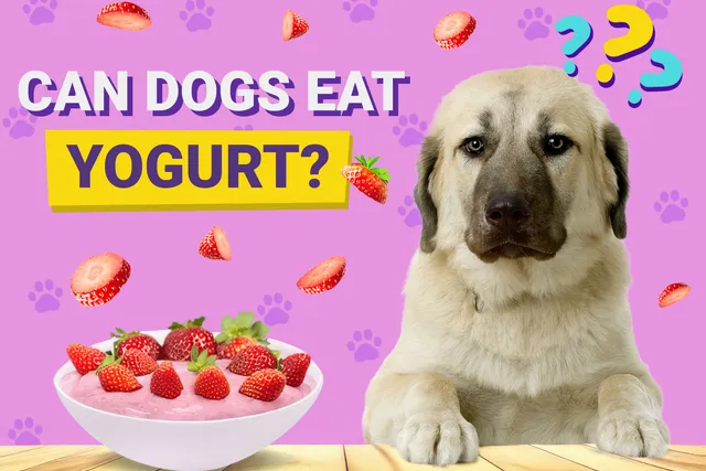Can Dogs Eat Yogurt? Vet-Verified Nutrition Facts & FAQ