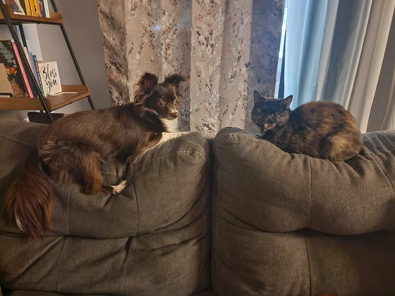 Keeping an eye on speckled kitty