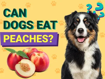 Can Dogs Eat Peaches? Vet-Reviewed Health Facts & FAQ
