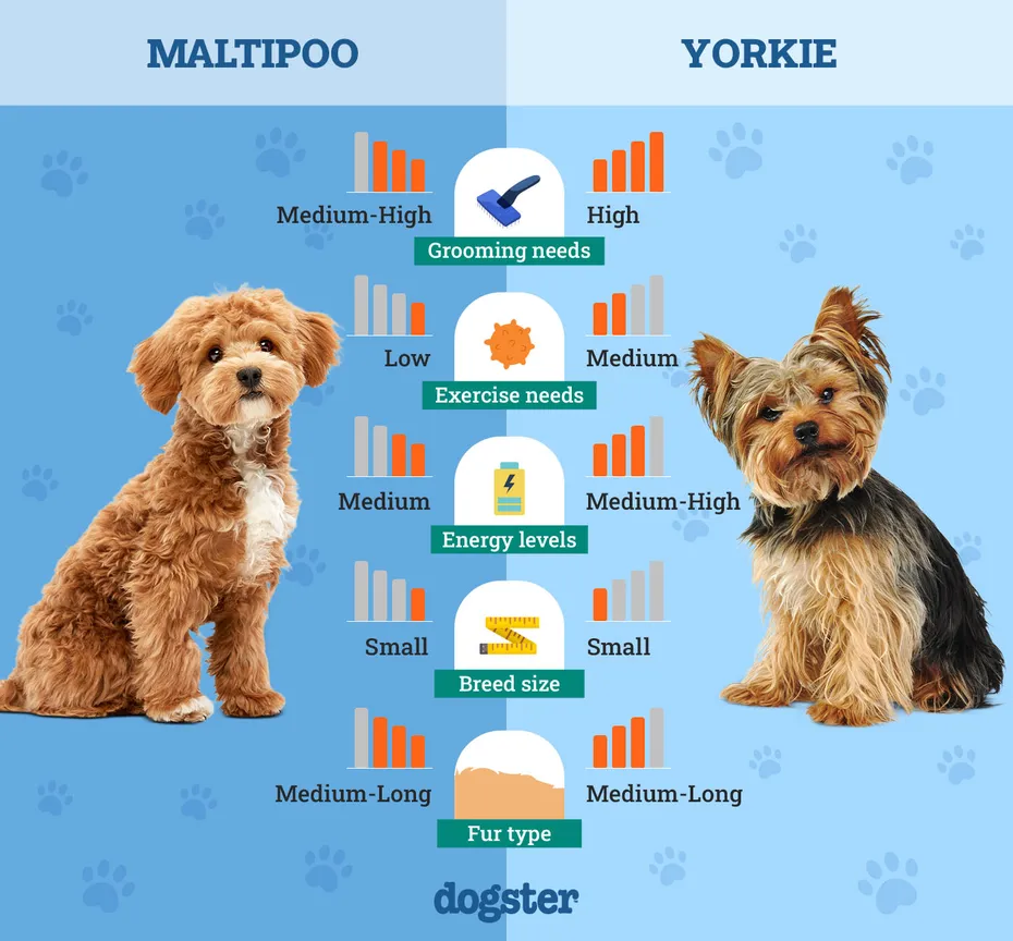 Dogster_Side by Side Comparison_ Maltipoo vs Yorkie