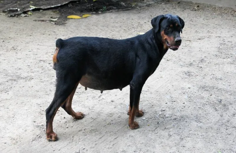 pregnant Doberman dog standing outdoors