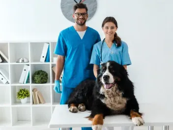 When Do I Spay or Neuter My Bernese Mountain Dog? Vet-Reviewed Facts